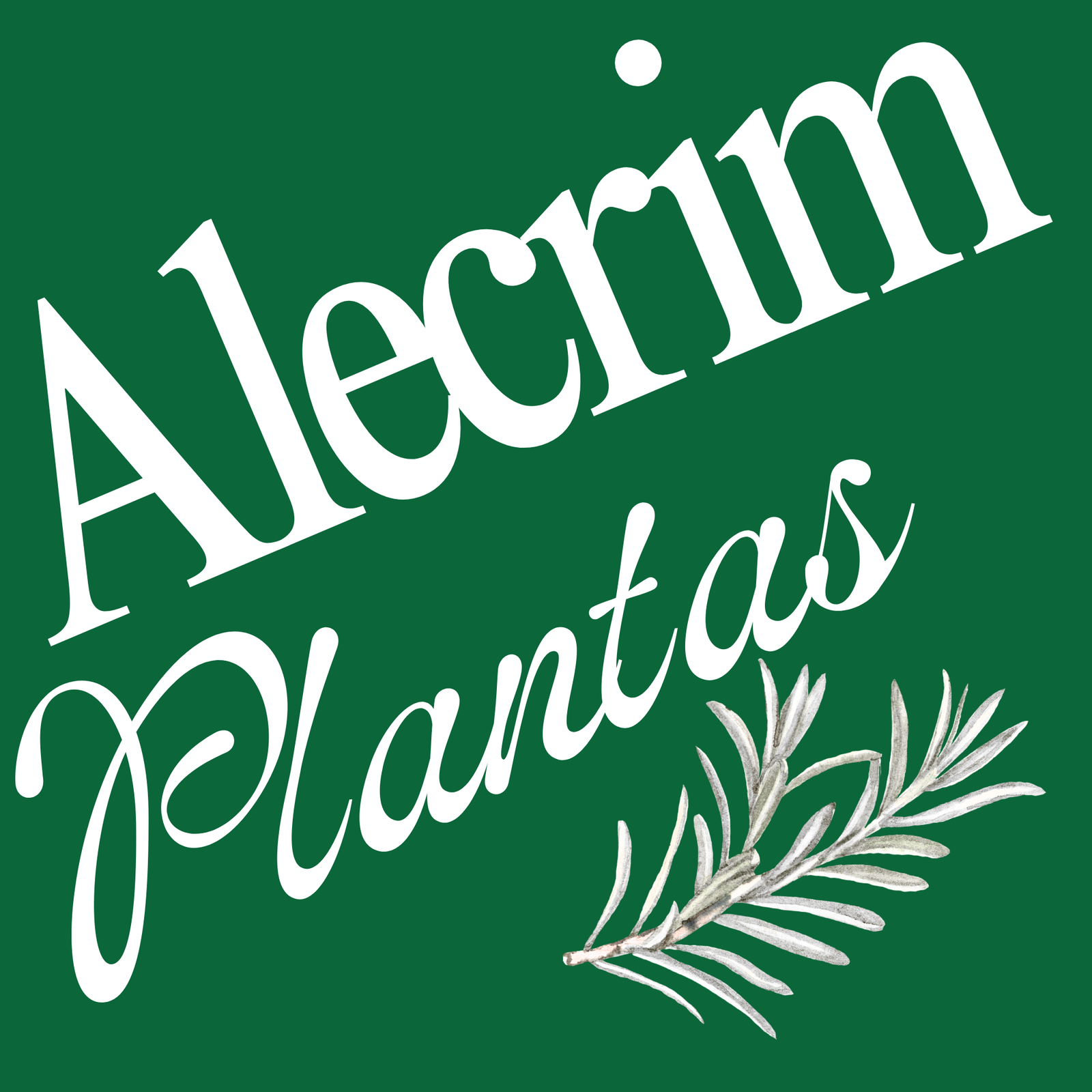 ALECRIM PLANTAS