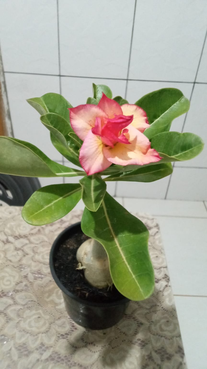 ALECRIM PLANTAS - imagem 2