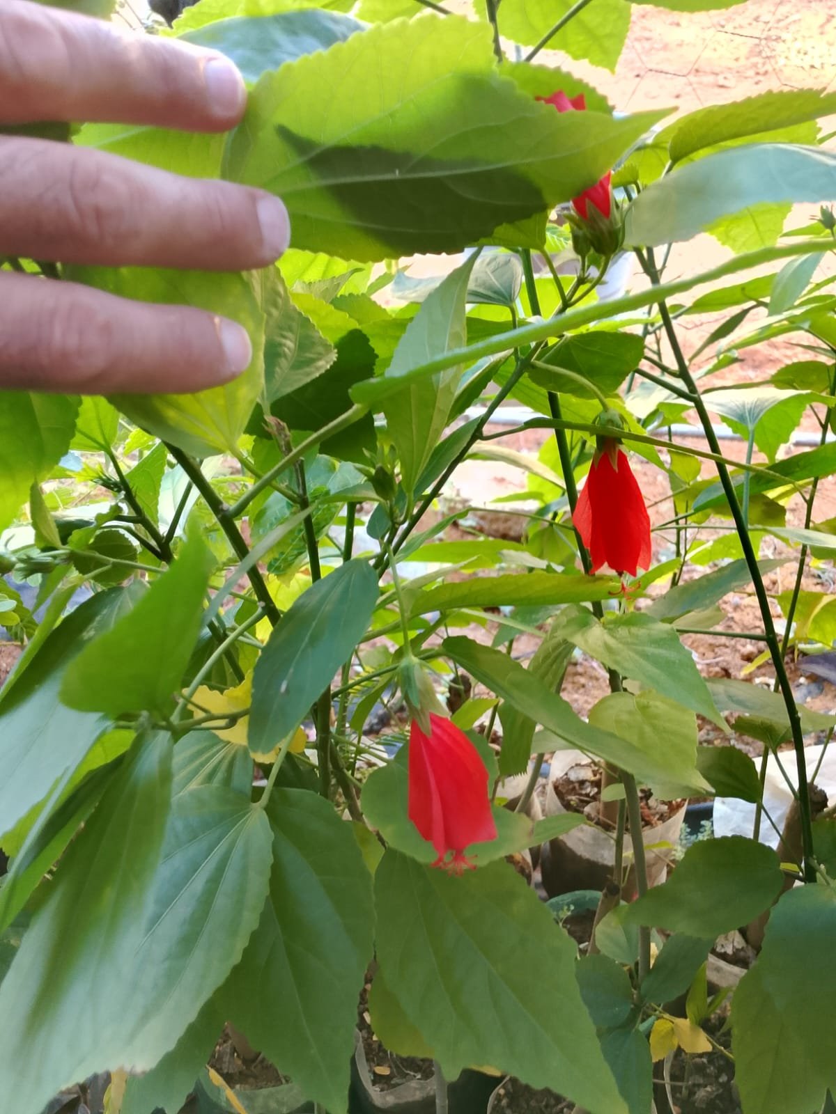 ALECRIM PLANTAS - imagem 3