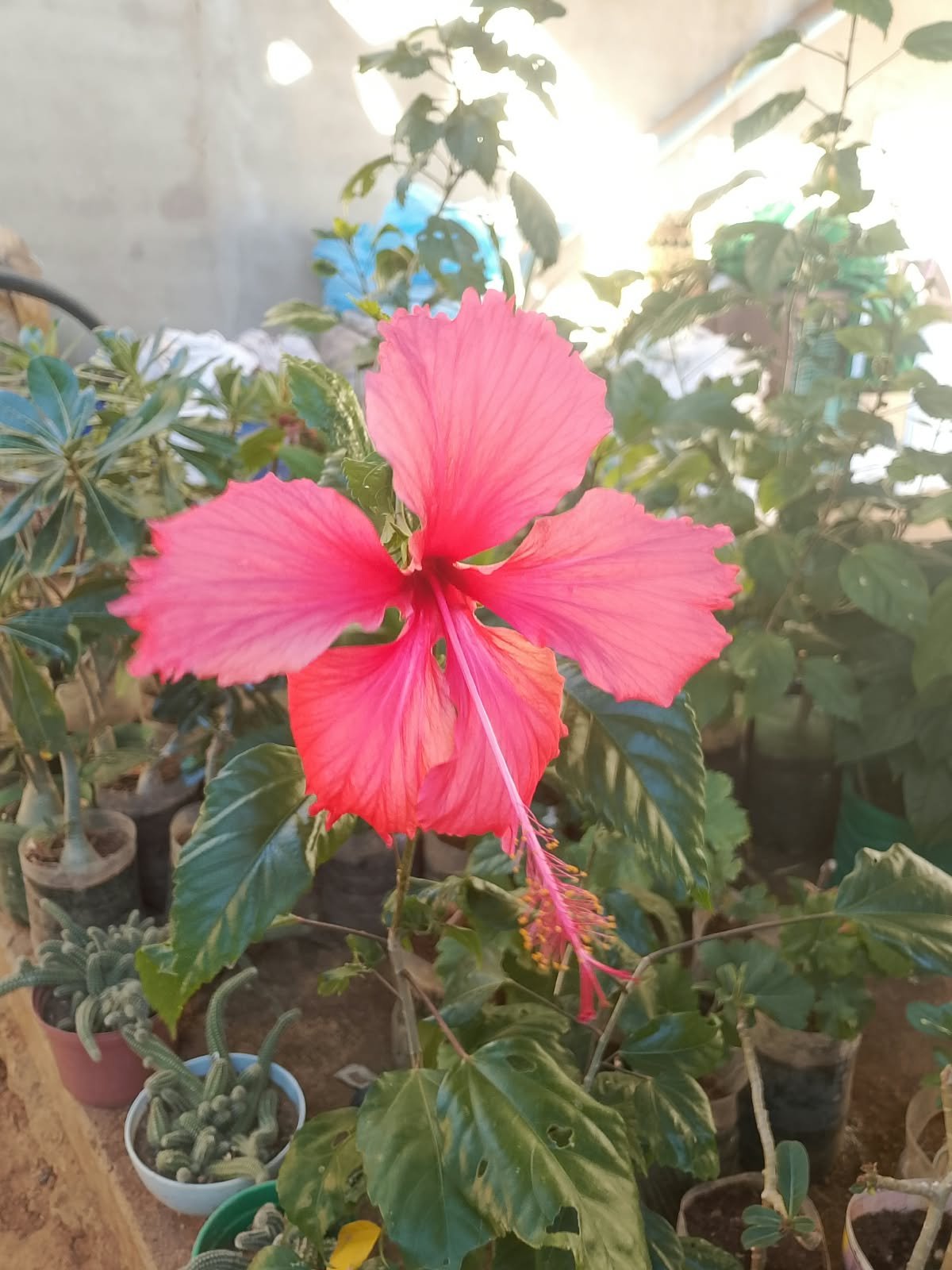ALECRIM PLANTAS - imagem 4