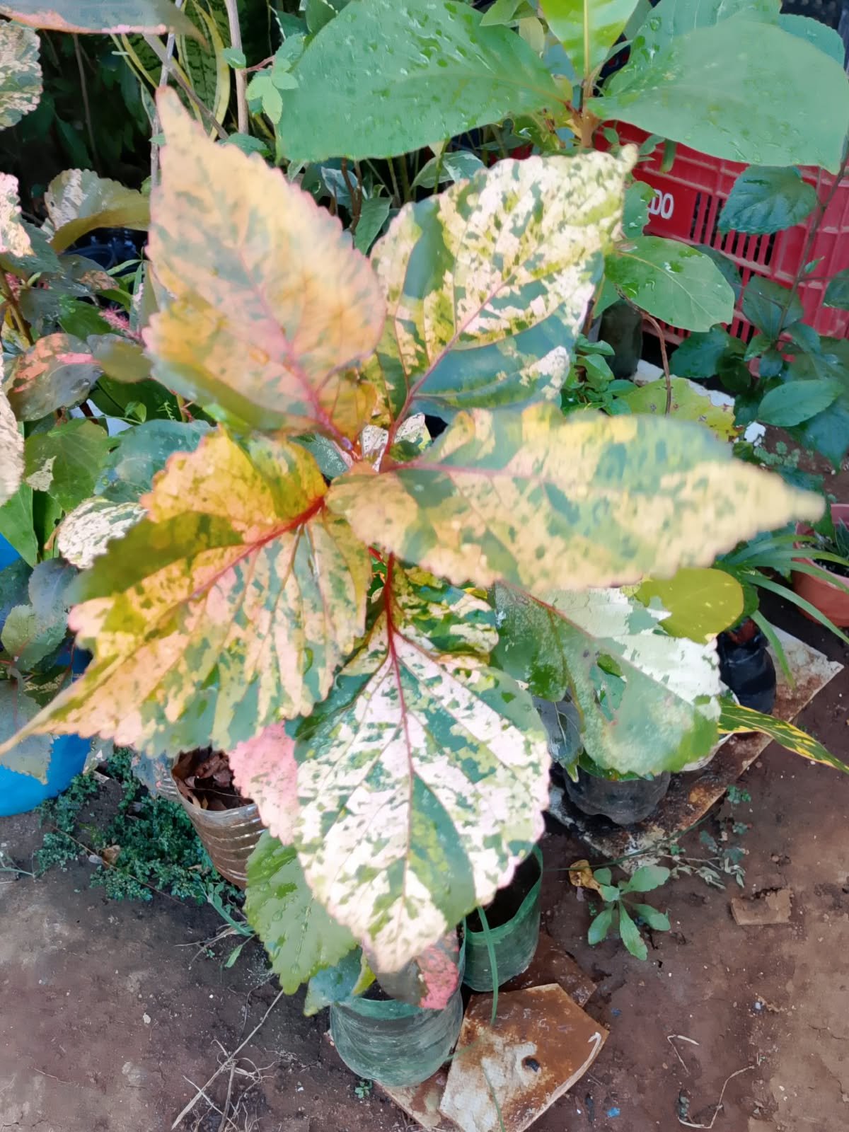 ALECRIM PLANTAS - imagem 5