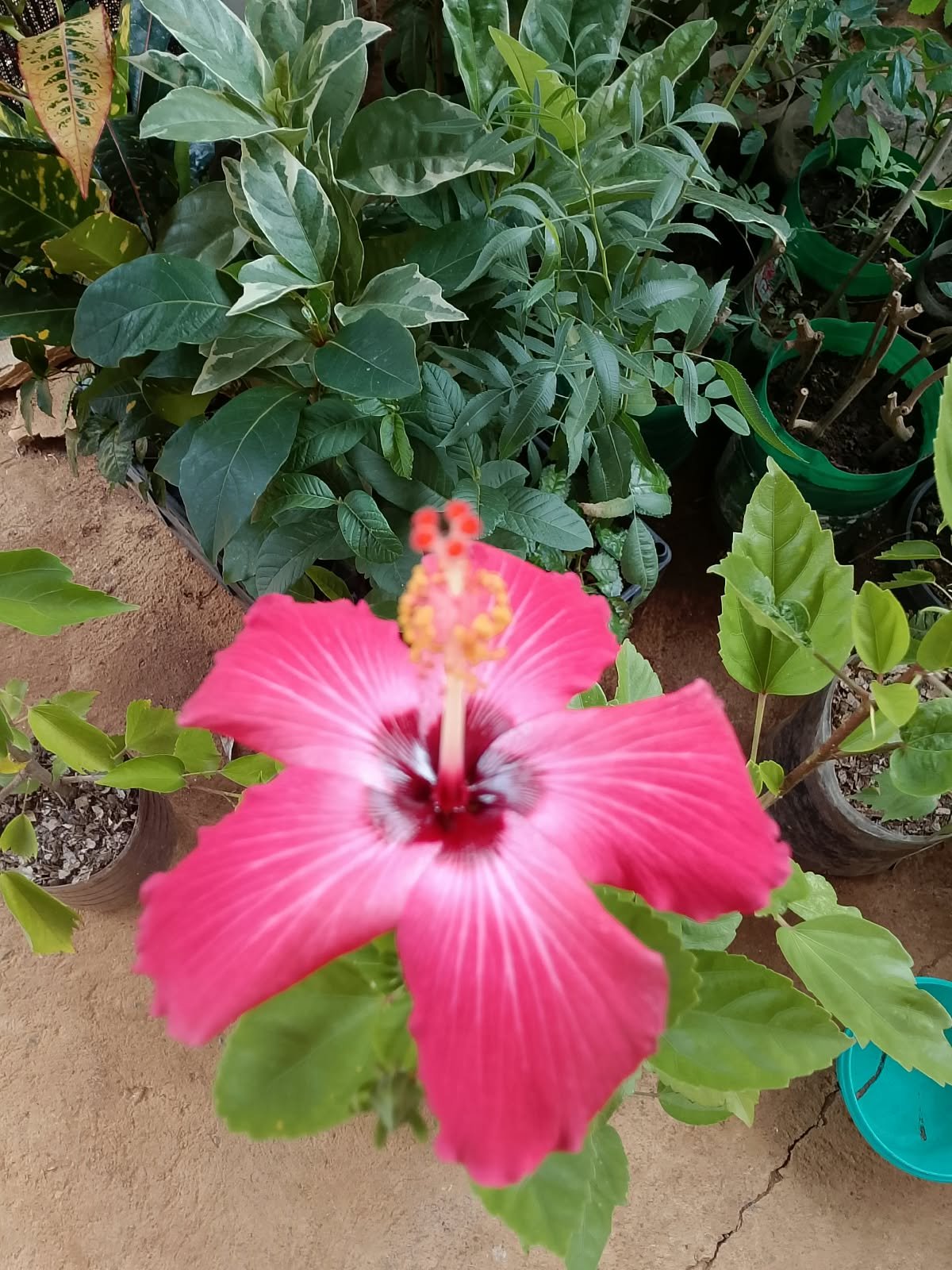 ALECRIM PLANTAS - imagem 6